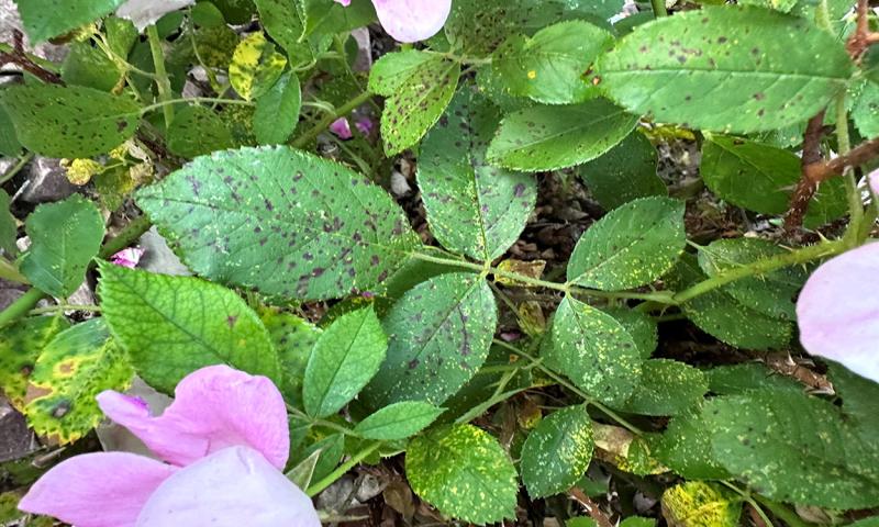 Rose leaves with dark black to purplish spots throughout.