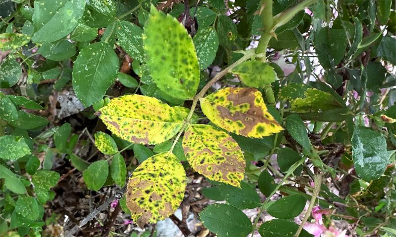 Rose leaves with severe yellowing and browning due to black spot.
