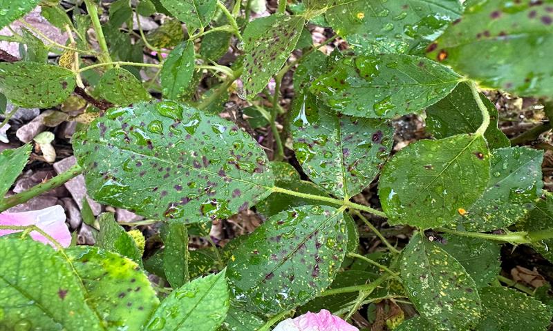 Black-spot-infected rose leaves with drops of water throughout.