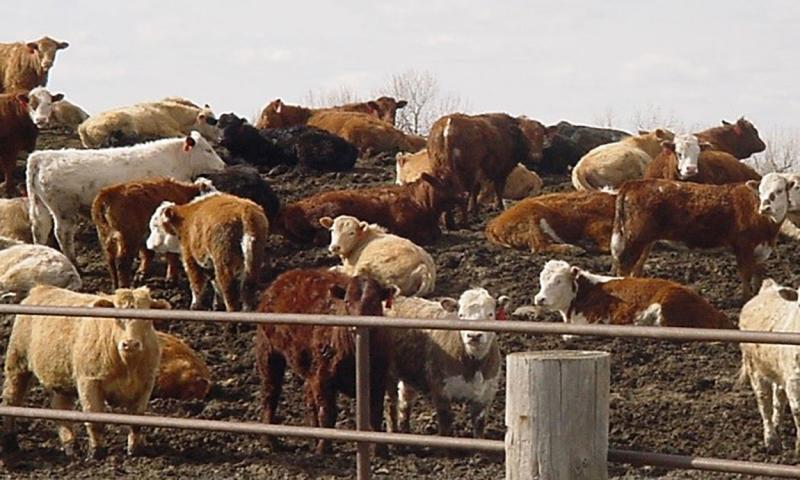 herd of mixed cattle on a muddy mound in a feedlot