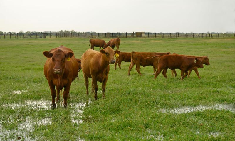 Small group of brown cows and calves in a pasture saturated with rain water.