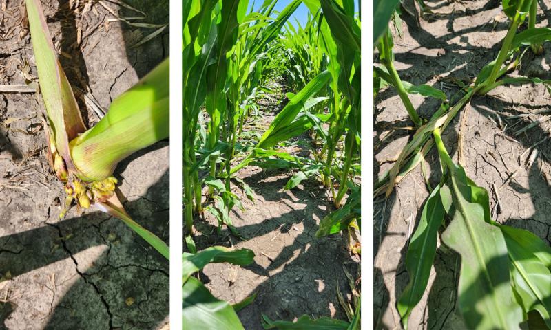 Three pictures of green corn plants with various forms of damage caused by 2,4-D and dicamba herbicides.