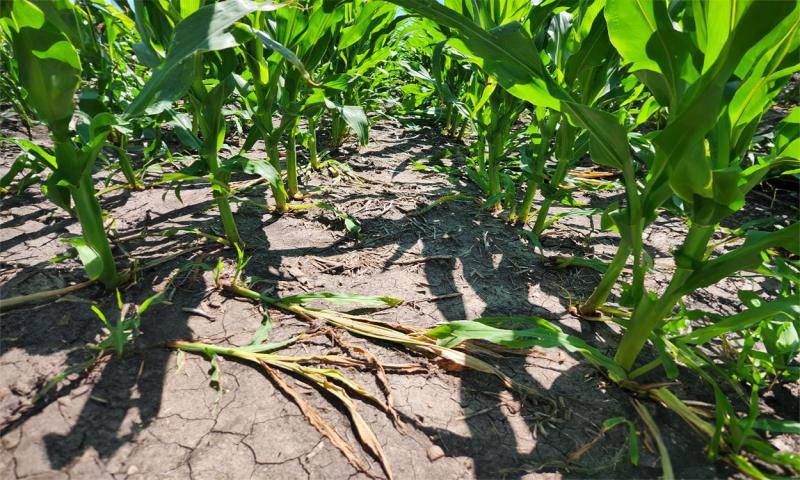 Picture of green corn plants with brown dirt underneath.