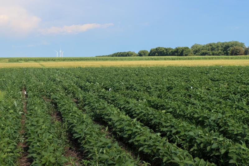Soybean, wheat and corn plots at the Northeast Research Farm