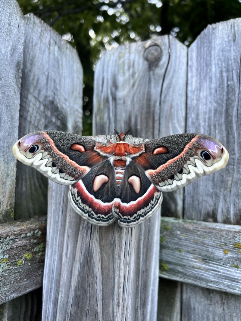 A large moth with bright red and purple patterns sits on a wooden fence post