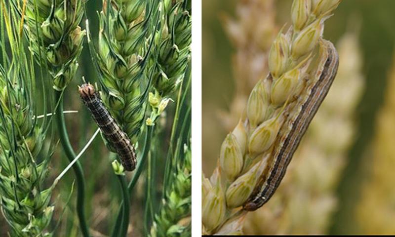 Left: Caterpillar feeding on green plants. Right: Caterpillar feeding on maturing wheat head.