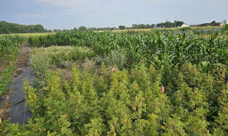 Research plots that will help determine how different native plant monoculture plots affect soil compared to plots planted in a conventional corn/soybean rotation.