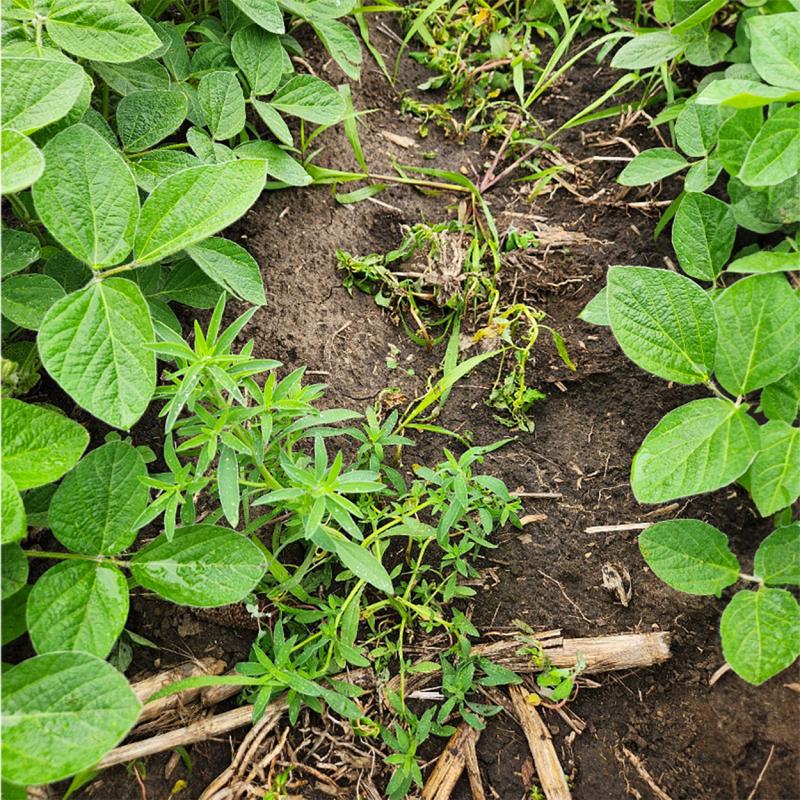 Picture of multiple green plants and tan, corn residue with brown soil in the background.