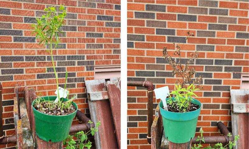 Two pictures, both a picture of a green plant in a green pot in front of a orange/brown, brick wall. The left picture has a healthy, tall green leafy spurge plant and the right picture has an unhealthy, short green leafy spurge plant.