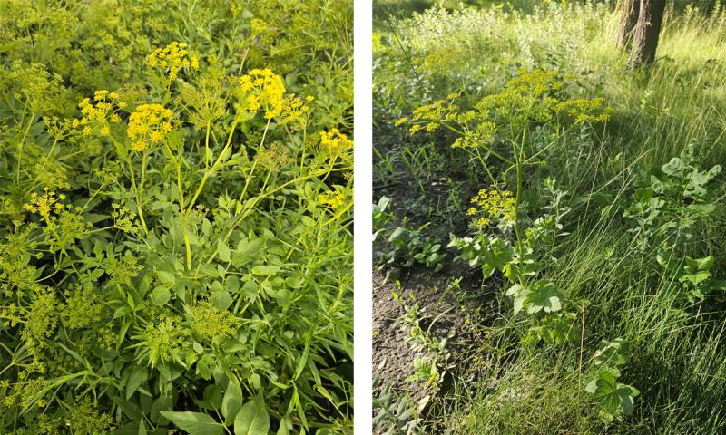 Full plant profiles: Golden alexander and wild parsnip.
