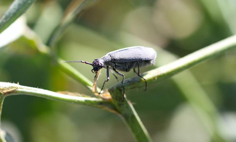 Gray beetle on a green alfalfa stem.