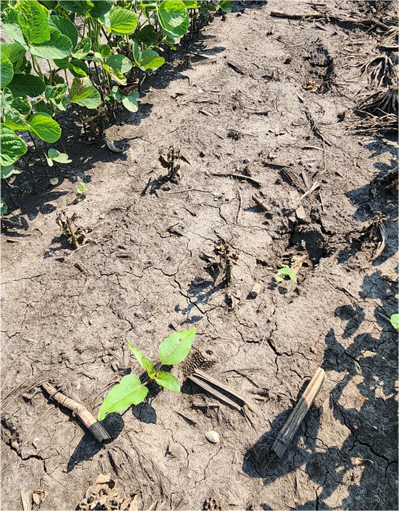 A few small, green weed plants among a background of brown dirt, tan crop residue and green soybean plants.
