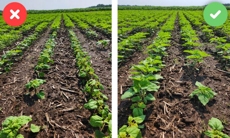 Two pictures of green sunflower plants amongst brown dirt and tan crop residue. Taller, green corn plants can be seen in the distance.