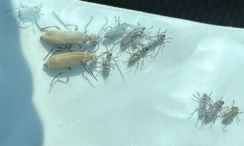 Plastic resealable bag containing larger ash gray blister beetles and smaller Dectes stem borer adults with long antennae.