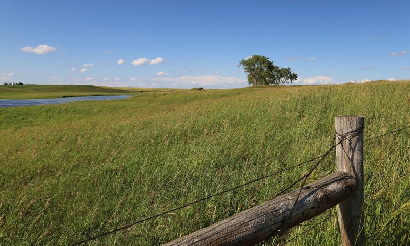 Fenceline along the border of a pasture.