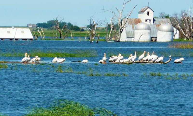 Pelicans in severely flooded farmland in Waubay, South Dakota.