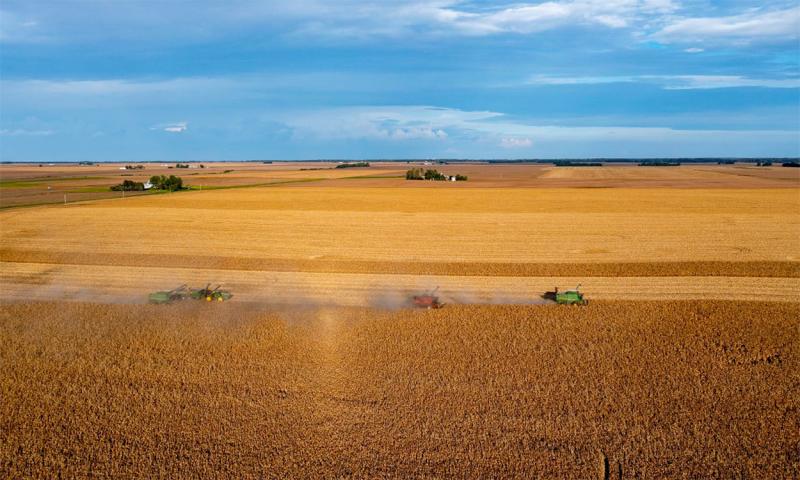 A series of combines harvesting a sprawling field in early fall.
