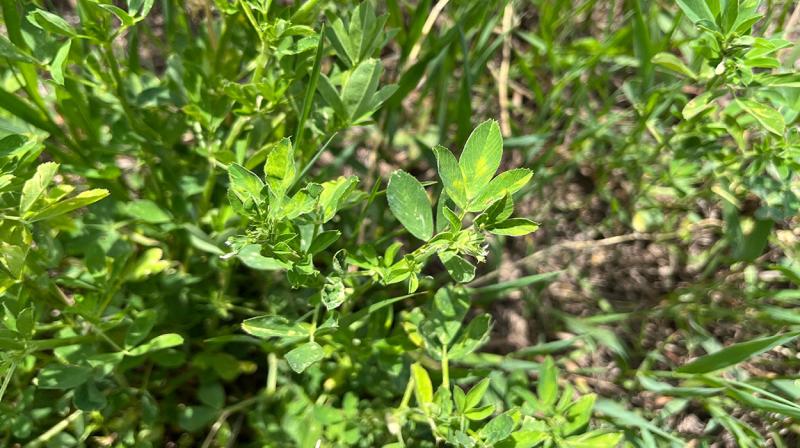 Green alfalfa leaves turning yellow because of potato leafhopper feeding.