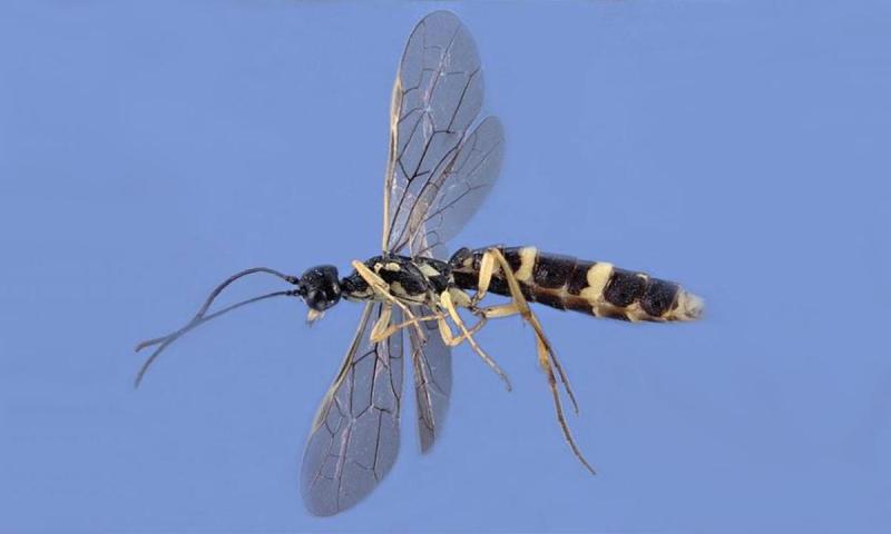 A wheat stem sawfly with long antennae, smoky wings, and black and yellow coloration.