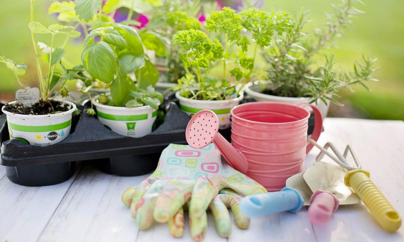 Plant starts on a table with hand tools.