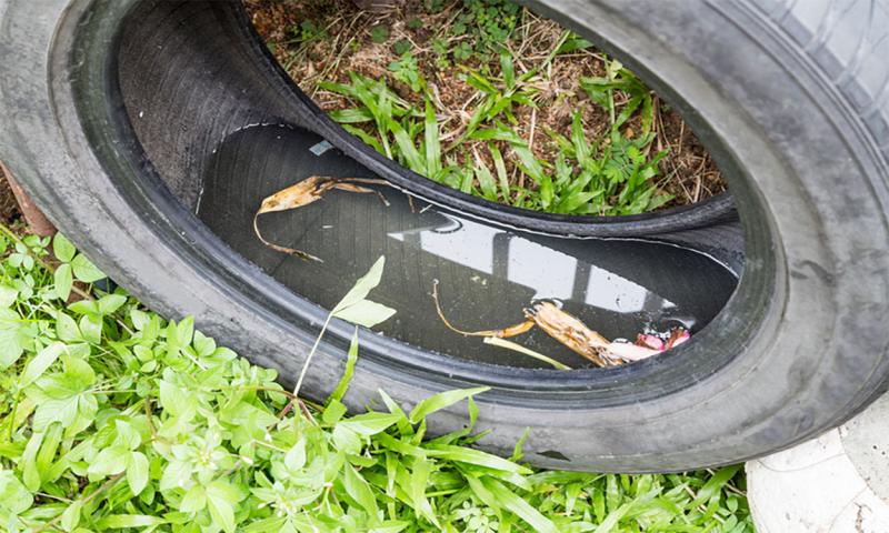 Standing water inside an old tire.