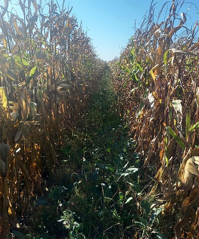 Cover crops growing between two wide rows of corn.