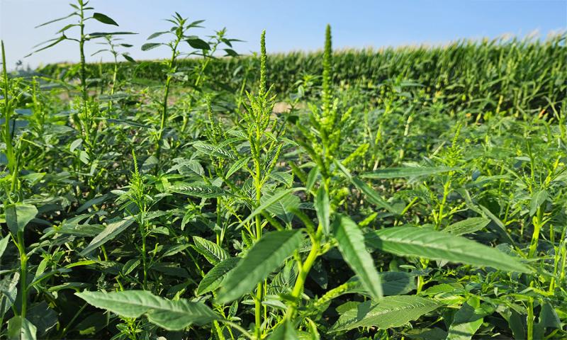 Large weeds beginning to flower in a soybean field.