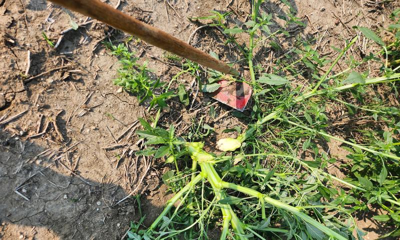 Researcher hand weeding large, flowering weeds alongside a field.