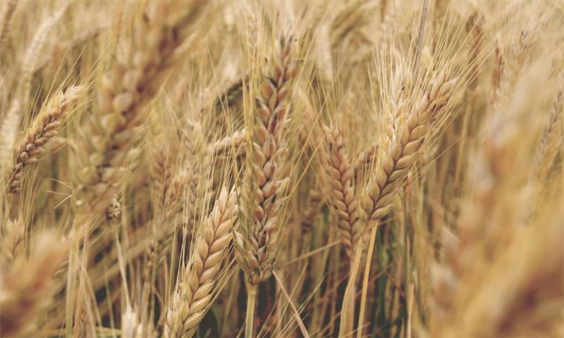 A close-up of golden wheat heads