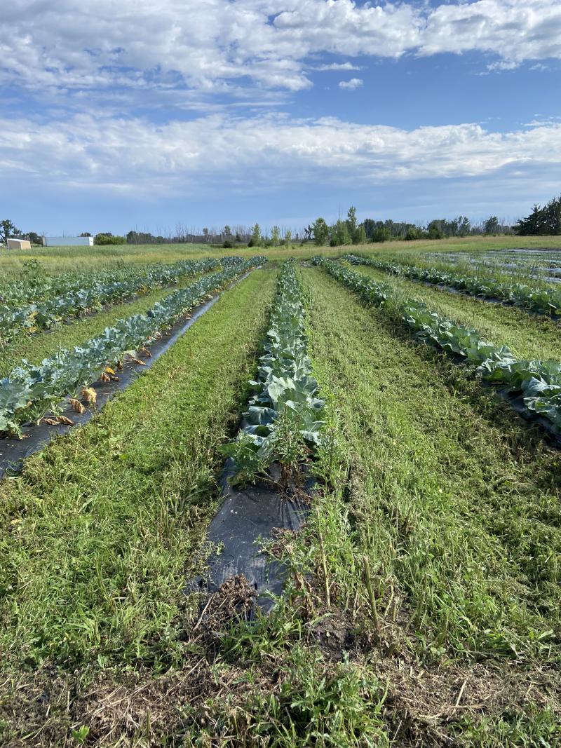 Rows of vegetables are shown