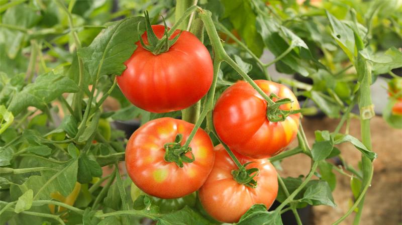 Cluster of tomatoes exhibiting yellow shoulders symptoms.