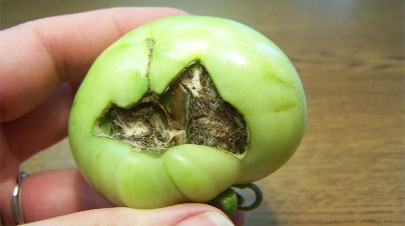 Green tomato exhibiting severe blossom end rot symptoms.