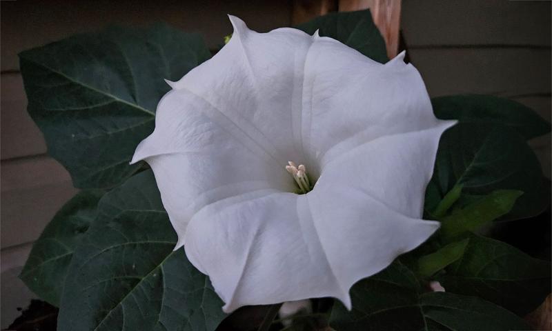 A large white flower with green leaves