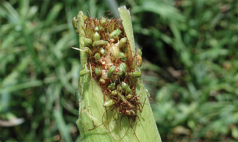 Green beetles feeding on the tip of a corn ear.