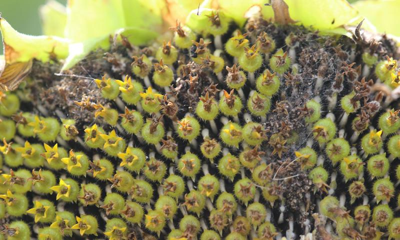 Webbing on the face of a sunflower that has collected dried florets and other debris.