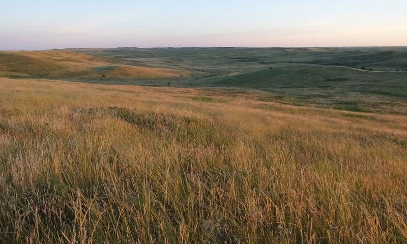 Sprawling rangeland with a diverse mix of native grasses and forbs.