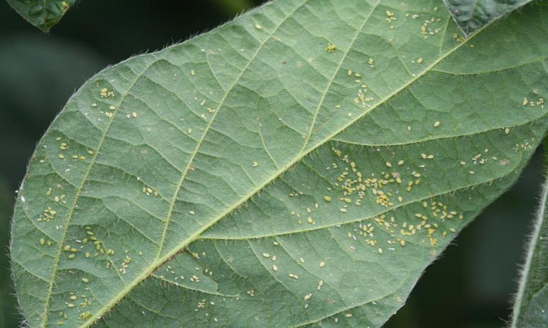 Bottom side of a soybean leaf revealing a sever soybean aphid infestation.