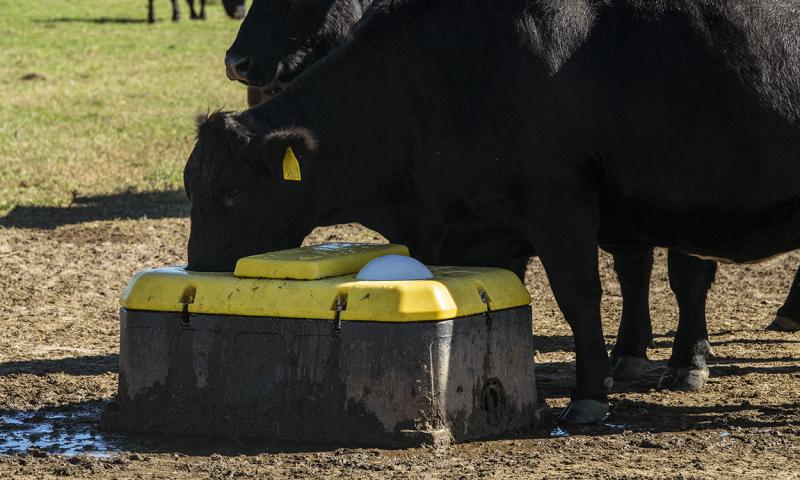 Cow drinking from a floating ball valve trough.