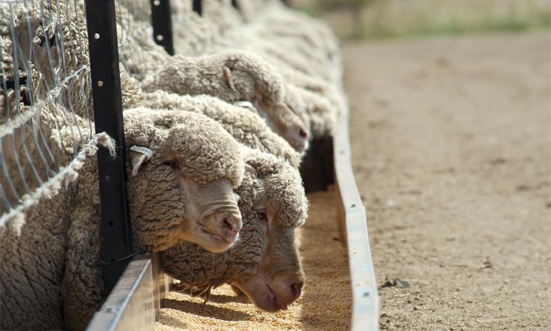 Row of sheep eating from a trough in a feedlot.