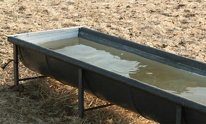 Trough with fresh water in a sheep feedlot.