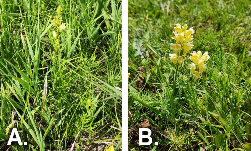 Two pictures of green grass. The left photo has yellow flowers, which are present when yellow toadflax is flowering.