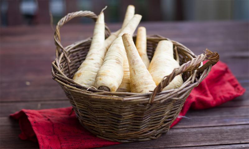 Basket of freshly harvested parsnips on a table.