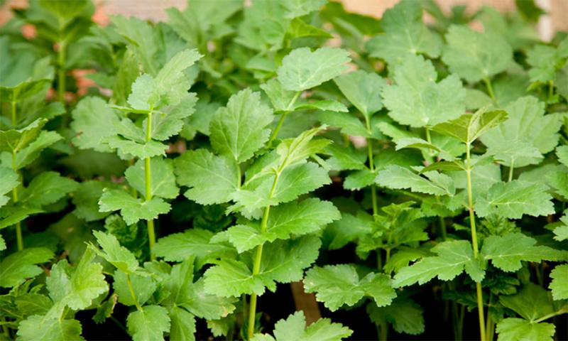 Young parsnip greens in a well-kept garden.
