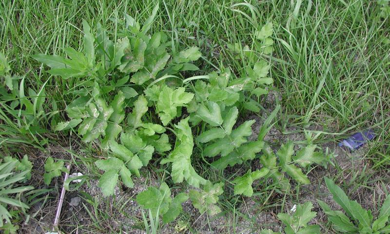 A patch of volunteer wild parsnip plants growing near a garden.