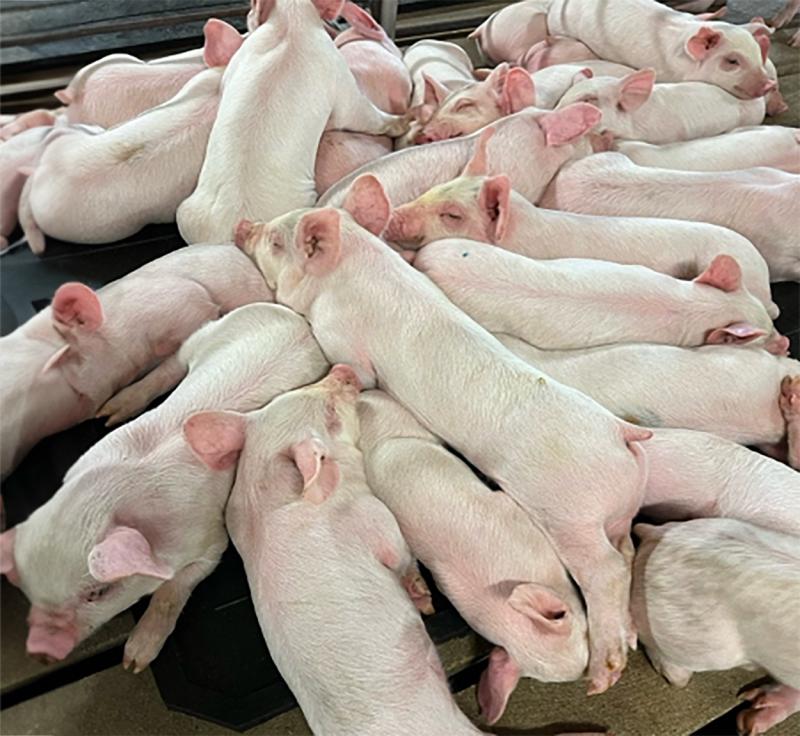 Group of young swine bunched up in a research pen.