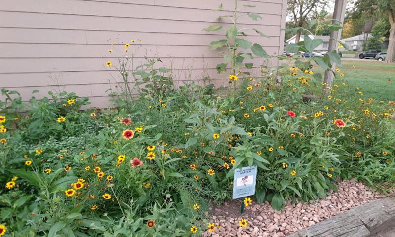 Red and orange flowers with a pollinator sign in the foreground with a tan wall behind.