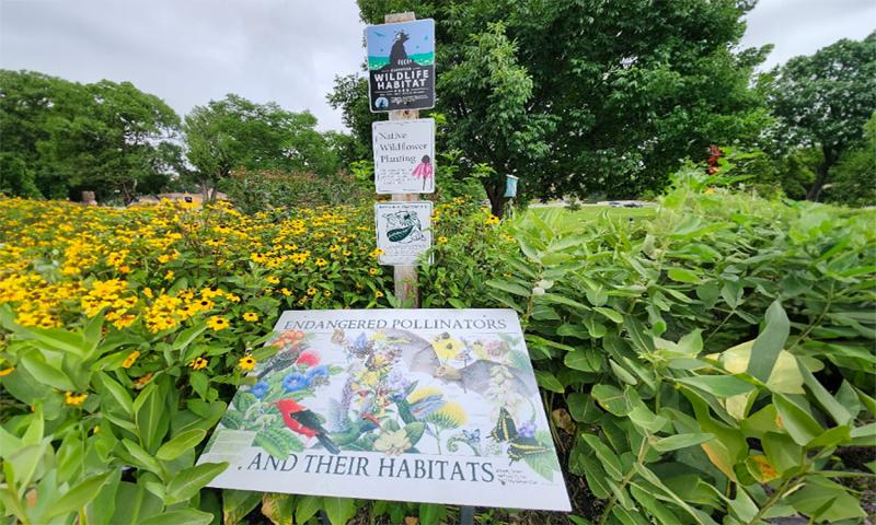 Pollinator and Wildlife Habitat signs in a bed of plants and yellow flowers.