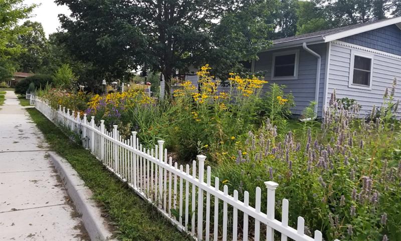 Row of flowers behind a white picket fence with a house in the background.