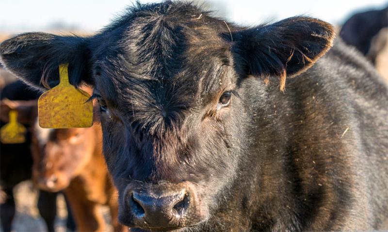 Angus crossbred calf with a yellow ear tag.