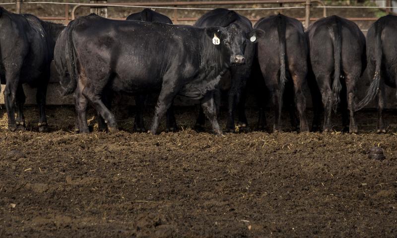group of cattle at feedbunk